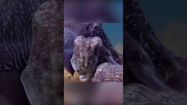 Самцы мошенники. Каракатицы.