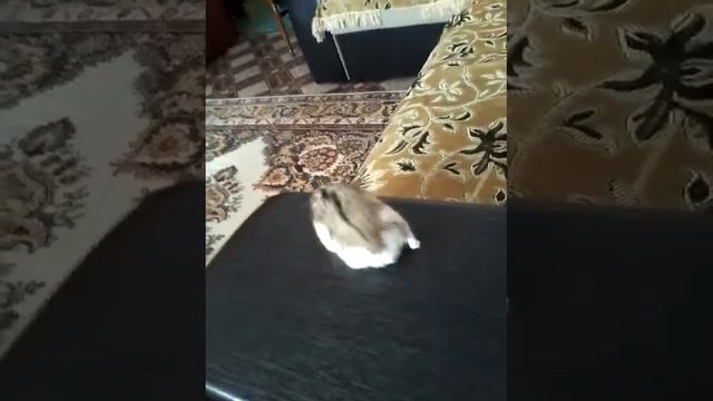 Вчера было 1 марта и Джесси исполнилось 11 месецов смотреть онлайн