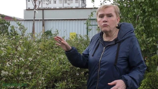 Уход и посадка голубики садовой. смотреть онлайн