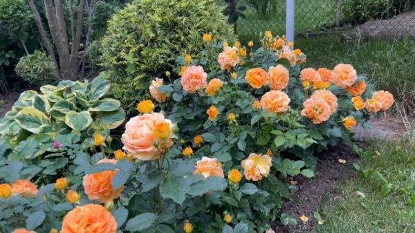 Роза Goldelse (Голдэльзе) Tantau 1999 год