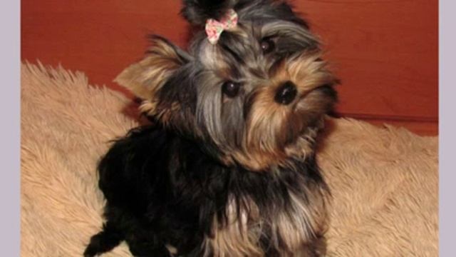 Маленькие собаки 3 выпуск Породы собак смотреть онлайн