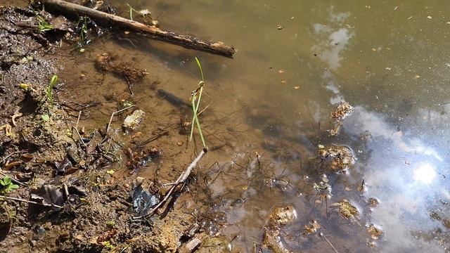 Саламандра в луже! смотреть онлайн