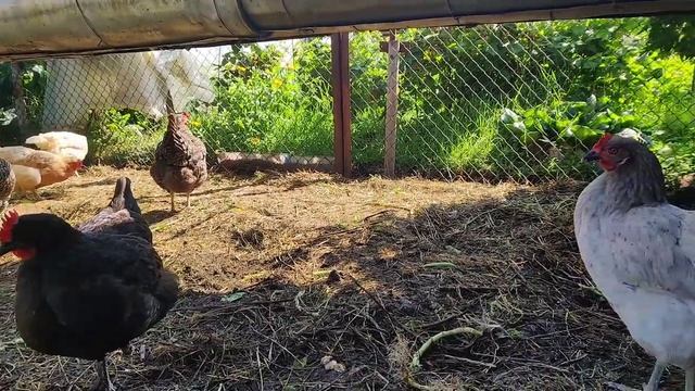 Про Скрещивание Доминантов. Мои Планы. смотреть онлайн