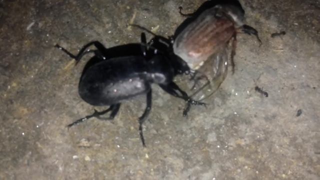 Monster bug wars;Ground beetle vs chafer beetle vs Ant Huge battle смотреть онлайн