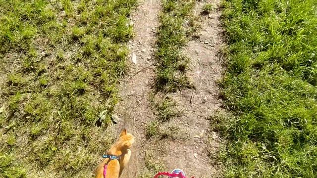 Рыжий котик не любит открытых пространств смотреть онлайн