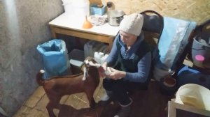 Как выкормить козлят если у козы нет молока