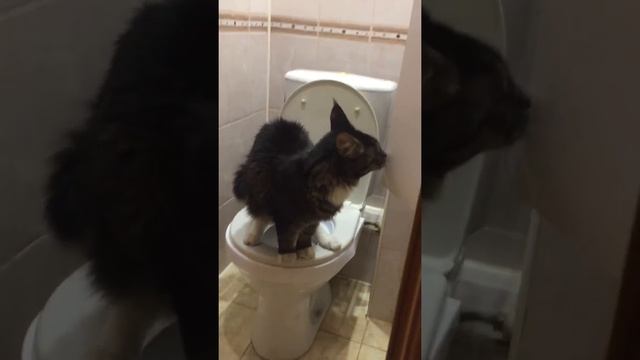 Мейнкун ходит на унитаз смотреть онлайн