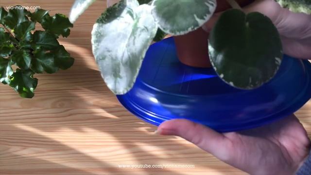 Корсет для фиалки смотреть онлайн