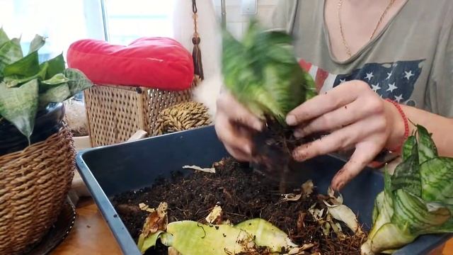 Сансевиерия Ханни смотреть онлайн