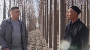 Этот БИЗНЕС на дереве Павловнии приносит 70% годовых пассивного дохода