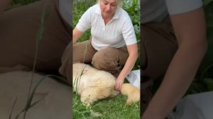 Сцеживание и уход за кобелем. Собака инвалид. #кошки #домашниеживотные #собаки