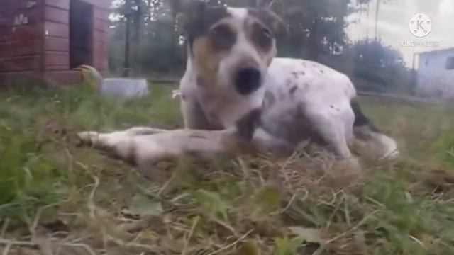 Собака Гусеничка провела всю жизнь в клетке и теперь не знает, как отблагодарить спасителей смотреть онлайн