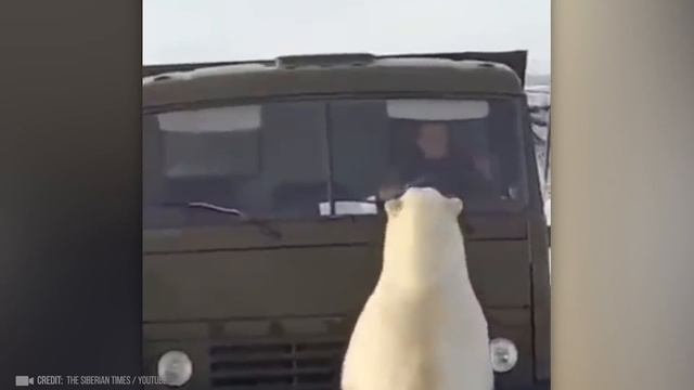 Встречи Людей С ДИКИМИ Животными! 30 Случаев Которые Попали На Камеру! смотреть онлайн