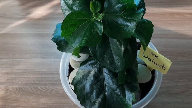 Хлороз листьев. Виды. Примеры. Удобрения от дефицита элементов. смотреть онлайн