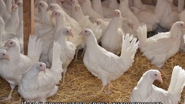 Куры Супер Ник