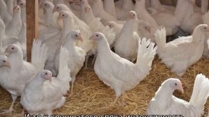 Куры Супер Ник