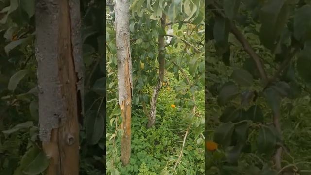 Сорт груши - Просто Мария в ЛенОбласти смотреть онлайн