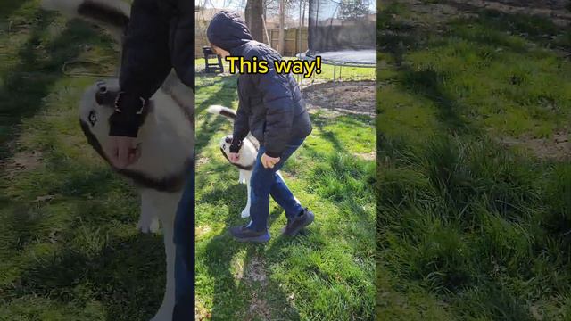Husky leads his human смотреть онлайн