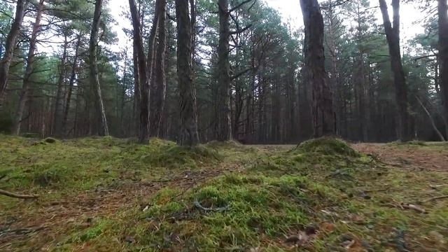 Танцующий лес на Куршской косе смотреть онлайн