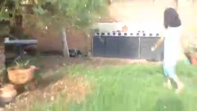 Jugando con mi perro titila смотреть онлайн