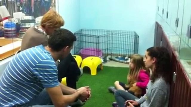 Собаки на продажу |Небольшие Щенки 1 смотреть онлайн