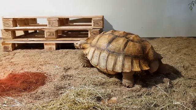 Giant tortoises Гигантские черепахи смотреть онлайн