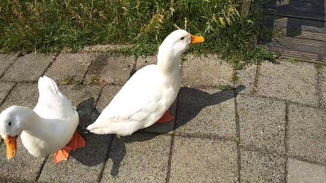 Голландские гуси смотреть онлайн