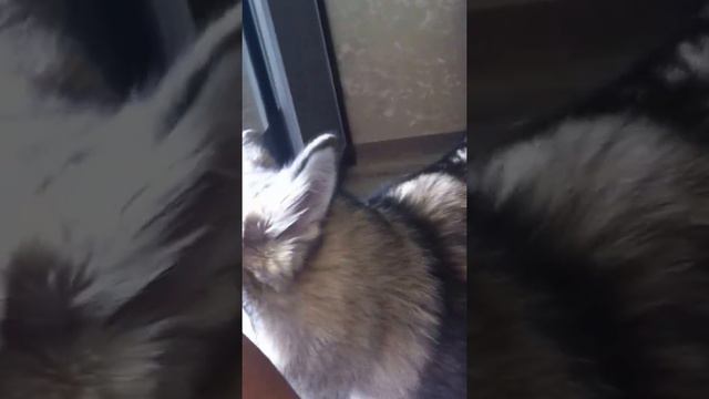 Malamute Is A Singer And Talker. Маламут - певец и говорун, но и хозяин не отстаёт)))..