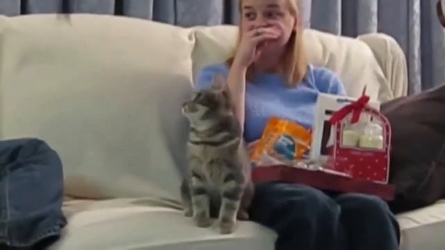 Как напугать кошку смотреть онлайн