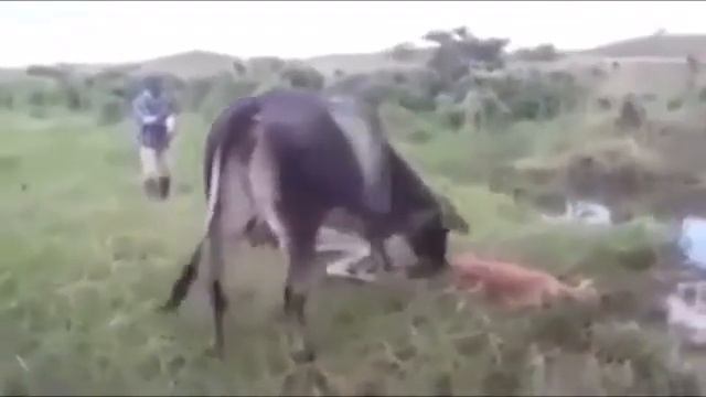 Разъяренная корова против анаконды смотреть онлайн