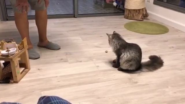 Кошка мейн кун учится играть в футбол / Maine Coon cat learns to play football смотреть онлайн