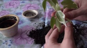 Корневая система фикуса. Болезни фикуса.