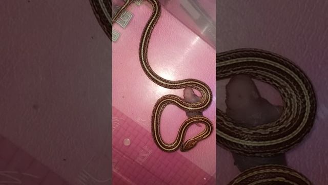 Кормление маисового полоза Катриеля. смотреть онлайн