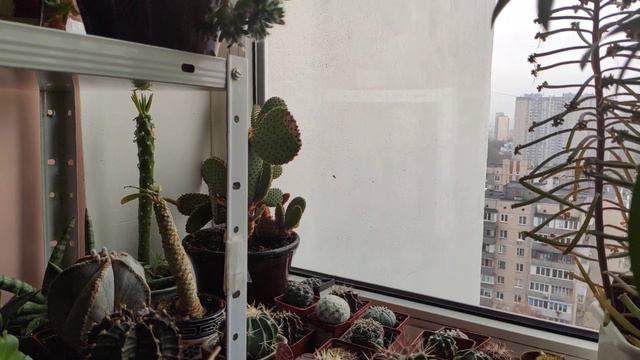 5.11. 2021 цветочные новости 🌵🌱 откуда у меня растения.Покупала?дарили?обменивалась?😃 смотреть онлайн