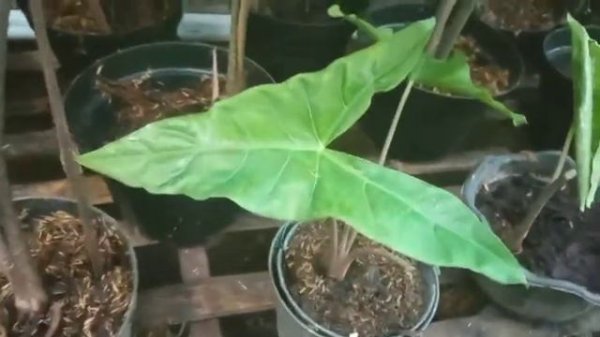 Forest plant Alocasia zebrina reticulata