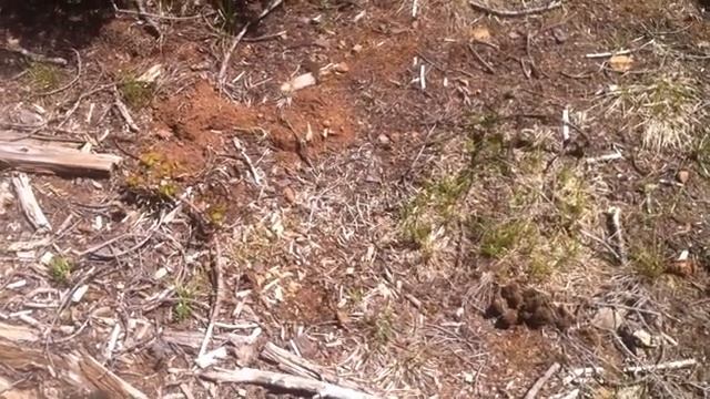 FIND THE MORELS: Morel Mushroom Hunting in Southern Oregon (2 of 3) смотреть онлайн