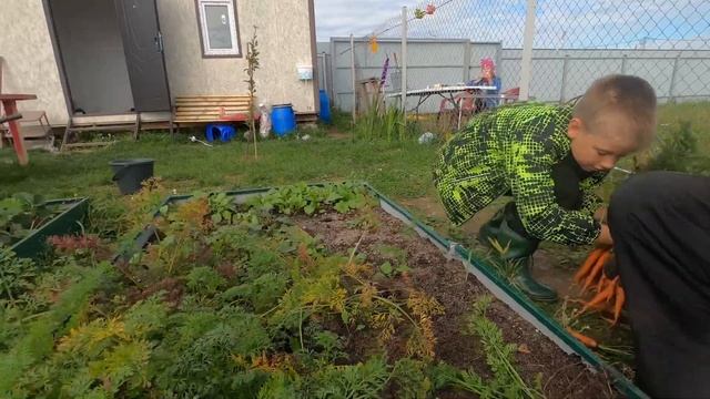 Уборка моркови и свеклы. 11 сентября на даче в Подмосковье. смотреть онлайн