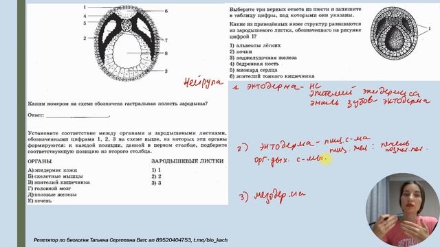Эктодерма, энтодерма, мезодерма. Легкая схема запоминания. смотреть онлайн