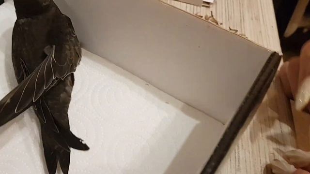 Нашли стрижа: как и чем кормить, как ухаживать, важные нюансы и сколько денег ушло?