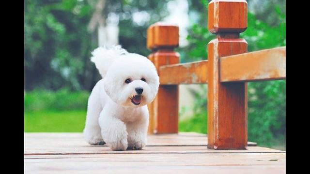Всё о породе собак Бишон Фризе. Рубрика породы собак | Matvey Pets. смотреть онлайн