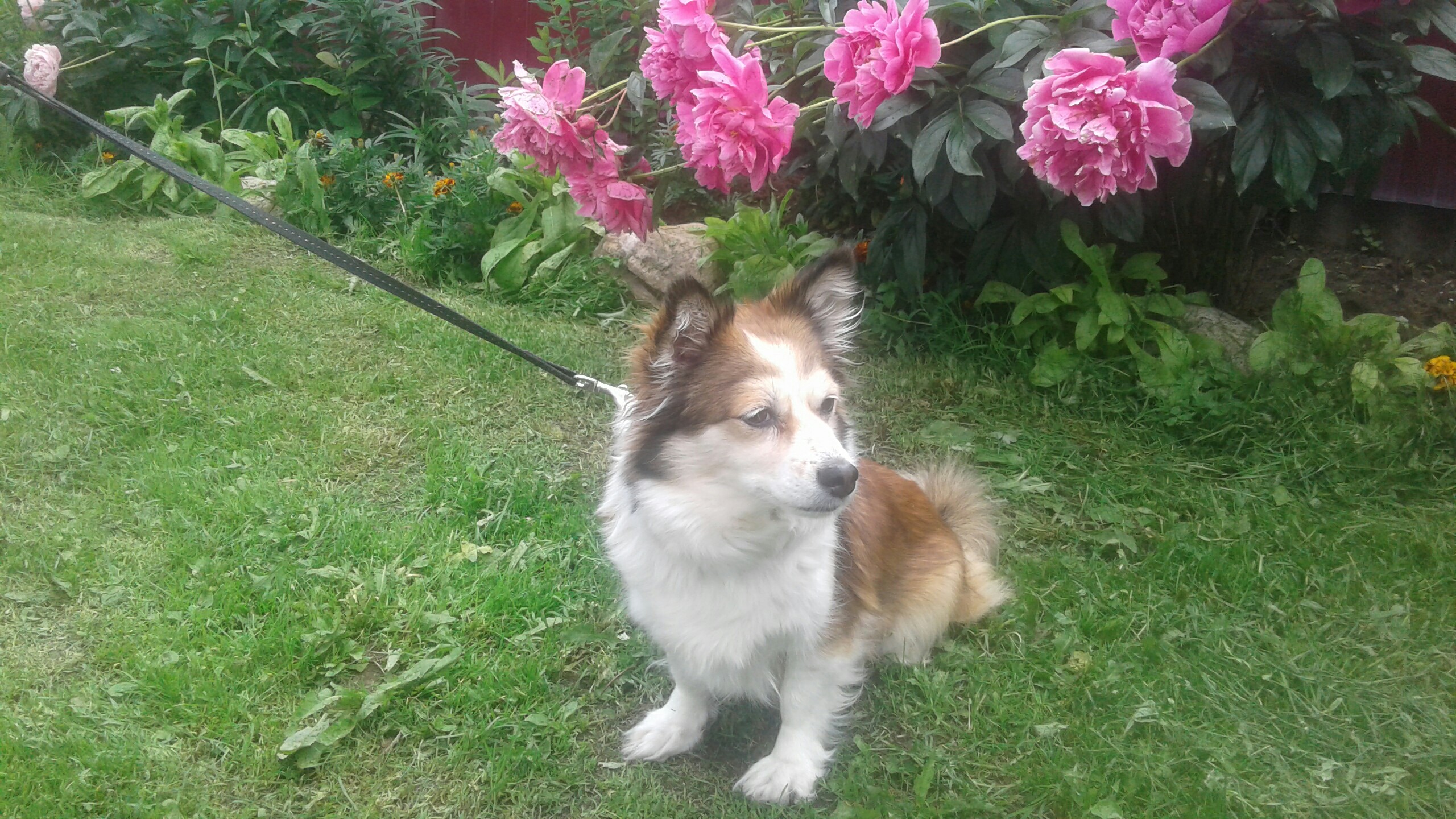 Наша любимица Ладушка.