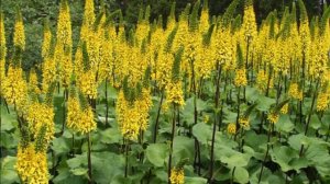 Цветок Бузульник - Посадка, уход и выращивание в открытом грунте