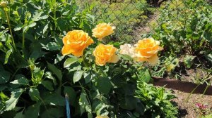 Роза КЕРИО,второй год.