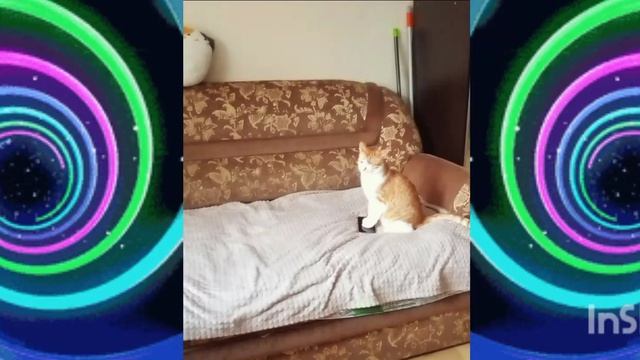 фотосессия кота ﹤Гришки﹥