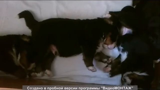 Носики-курносики смотреть онлайн