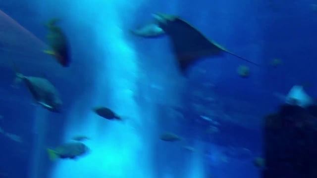 Aquarium Atlantis the Palm Dubai UAE смотреть онлайн