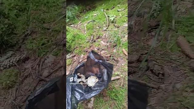 Тихая охота вместо рыбалки