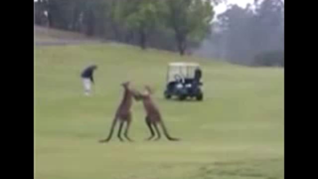 Драка кенгуру