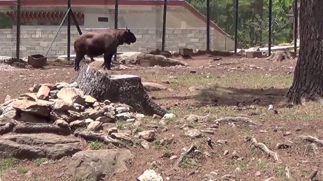 TAKIN : BHUTAN'S NATIONAL ANIMAL
