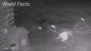 Алабай против Волка 2023 | Реальная схватка - Один на Один.